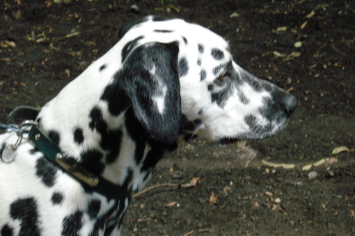  Wendy (Stocklore Forrest Windsong)  Dalmatien Lua