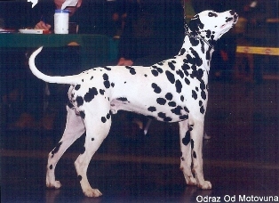  Wendy (Stocklore Forrest Windsong)  Dalmatien Lua