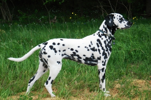  Wendy (Stocklore Forrest Windsong)  Dalmatien Lua