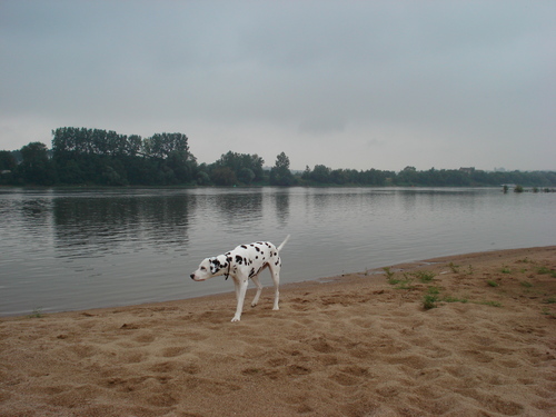 Mascotte du Relais des Mauges