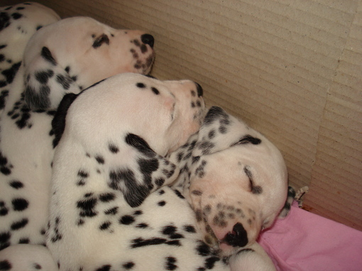 Dalmatiens LUA portée "G" en France.