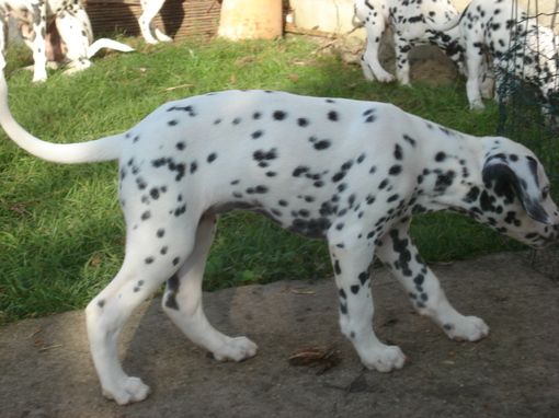 Dalmatiens LUA portée "G" en France.