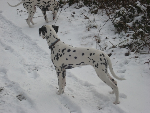 Dalmatiens LUA portée "G" en France.