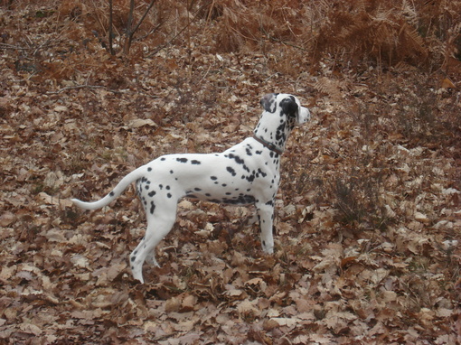 Dalmatiens LUA portée "G" en France.