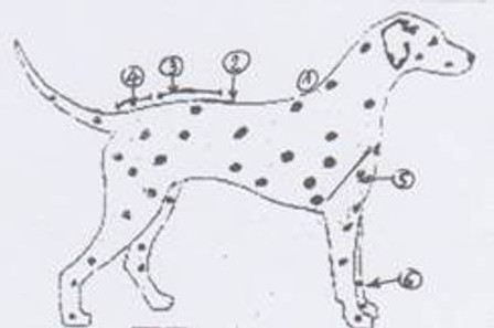  Le trot du Dalmatien