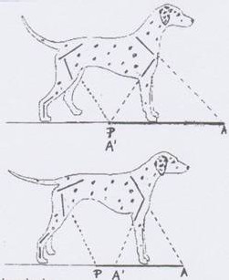  Le trot du Dalmatien