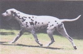  Le trot du Dalmatien