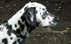 Wendy (Stocklore Forrest Windsong)  Dalmatien Lua