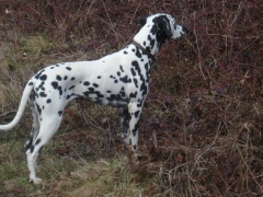 Wendy (Stocklore Forrest Windsong) Wendy (Stocklore Forrest Windsong)