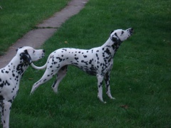 GABY femelle "Lua" GABY femelle "Lua"