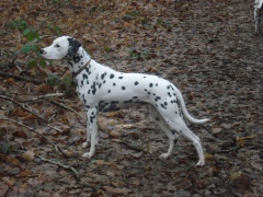 "GLANE" femelle "Lua" "GLANE" femelle "Lua"